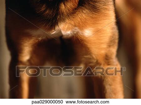 Dog's neck and front legs, blurry. View Large Photo Image Stock Image - Dog's neck and front legs, blurry.. Fotosearch