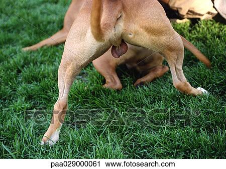 Dogs playing outside. View Large Photo Image Stock Image - Dogs playing outside.. Fotosearch
