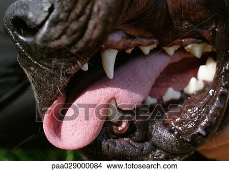 Dog's teeth and tongue, close-up View Large Photo Image Picture - Dog's teeth and tongue, close-up. Fotosearch