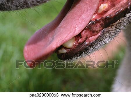 Dog's teeth and tongue. View Large Photo Image Stock Image - Dog's teeth and tongue.. Fotosearch