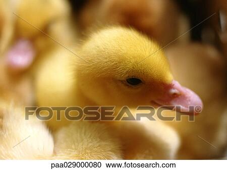 Stock Image - Ducklings, close-up. Fotosearch