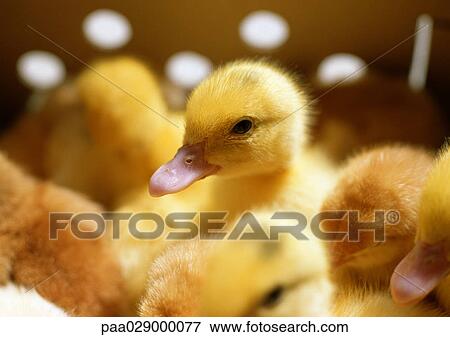 Ducklings, close-up View Large Photo Image Stock Photo - Ducklings, close-up. Fotosearch