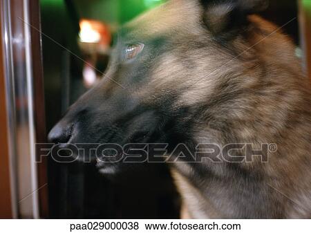 German shepherd dog's face, blurry. View Large Photo Image Stock Photo - German shepherd dog's face, blurry.. Fotosearch