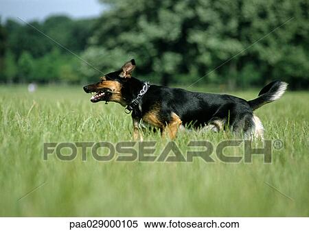 German shepherd in long grass outside. View Large Photo Image Stock Photography - German shepherd in long grass outside.. Fotosearch