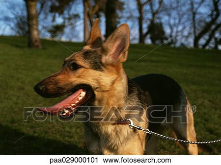 German shepherd on leash outside. View Large Photo Image Stock Image - German shepherd on leash outside.. Fotosearch