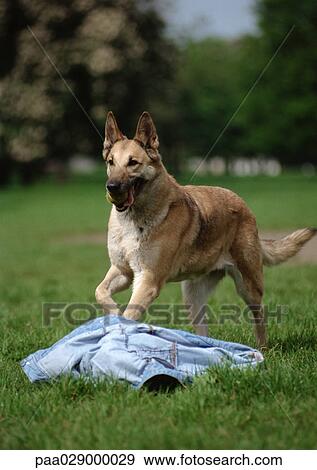 German shepherd, running. View Large Photo Image Stock Photo - German shepherd, running.. Fotosearch