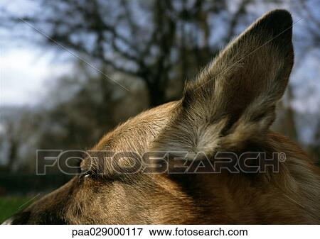 Stock Photo - German shepherd's ear.. Fotosearch