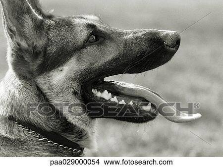 German shepherd's face with tongue out, side view, black and white. View Large Photo Image Picture - German shepherd's face with tongue out, side view, black and white.. Fotosearch
