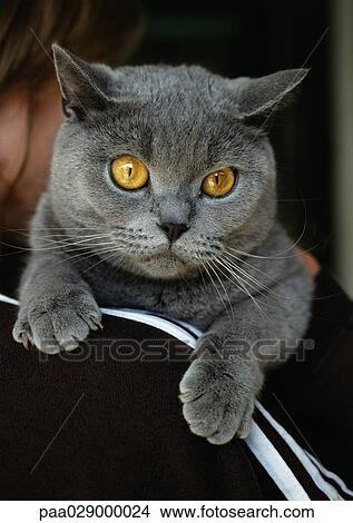 Gray Chartreux cat on person's shoulder, close-up View Large Photo Image Picture - Gray Chartreux cat on person's shoulder, close-up. Fotosearch
