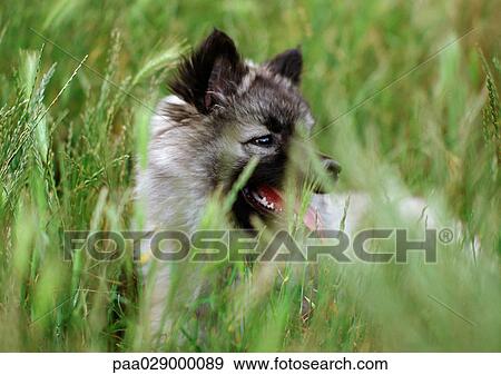 Husky puppy in grass. View Large Photo Image Stock Photo - Husky puppy in grass.. Fotosearch