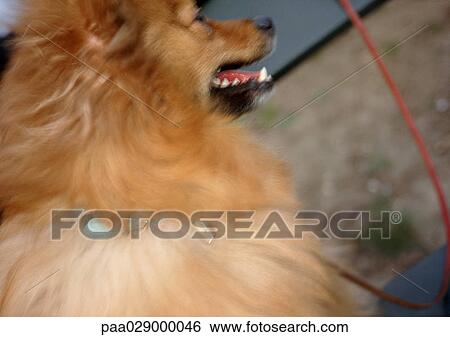 Long haired dog sitting, blurry. View Large Photo Image Stock Photograph - Long haired dog sitting, blurry.. Fotosearch