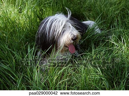 Stock Image - Long haired dog sitting in long grass with tongue out and eyes covered by hair. Fotosearch