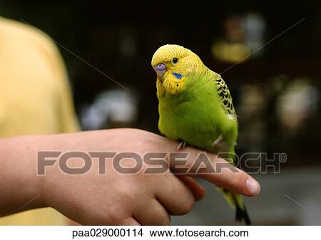 Picture - Parakeet being held.. Fotosearch