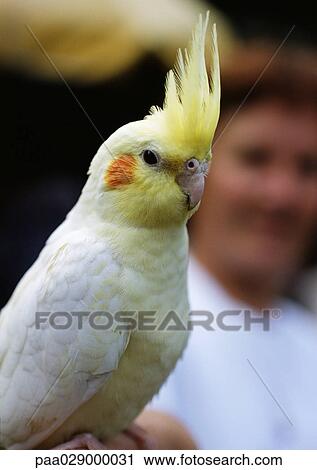 Parakeet, person blurred in background. View Large Photo Image Stock Image - Parakeet, person blurred in background.. Fotosearch