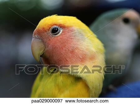 Parrots, close-up View Large Photo Image Stock Photo - Parrots, close-up. Fotosearch