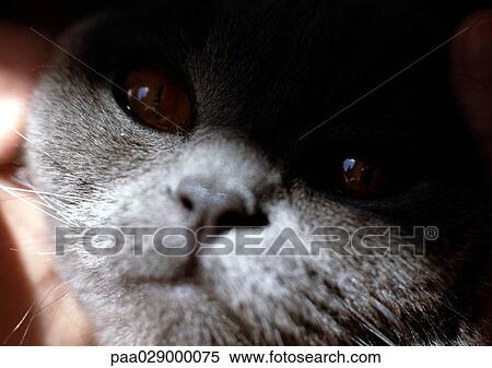 Persian cat's face with shadow. View Large Photo Image Stock Photography - Persian cat's face with shadow.. Fotosearch
