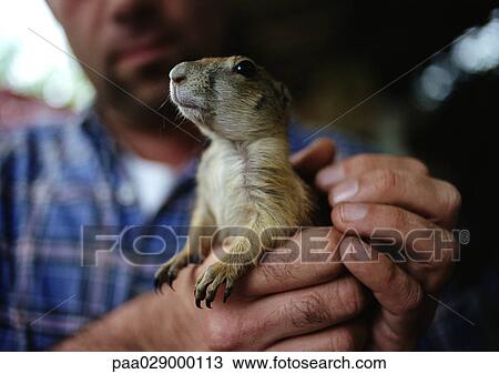 Prairie dog in man's hands View Large Photo Image Stock Image - Prairie dog in man's hands. Fotosearch