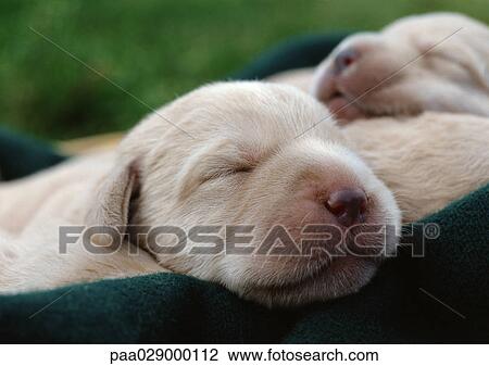 Puppies' faces, eyes closed, close-up. View Large Photo Image Stock Image - Puppies' faces, eyes closed, close-up.. Fotosearch