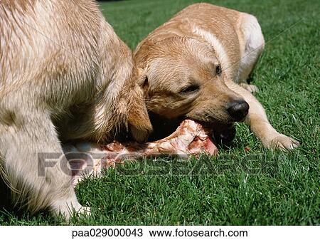 Puppy and dog chewing on bone in grass. View Large Photo Image Stock Image - Puppy and dog chewing on bone in grass.. Fotosearch