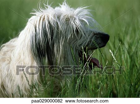 Pyrenean shepherd dog lyg in grass View Large Photo Image Stock Image - Pyrenean shepherd dog lyg in grass. Fotosearch