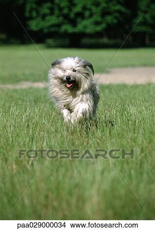Picture - Pyrenean shepherd dog running in grass.. Fotosearch
