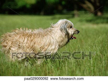 Pyrenean shepherd dog running outside. View Large Photo Image Stock Image - Pyrenean shepherd dog running outside.. Fotosearch
