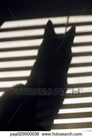 Shadow of cat and venetian blinds View Large Photo Image Stock Photograph - Shadow of cat and venetian blinds. Fotosearch