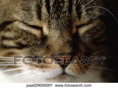 Sleeping cat's face, close-up View Large Photo Image Stock Photo - Sleeping cat's face, close-up. Fotosearch
