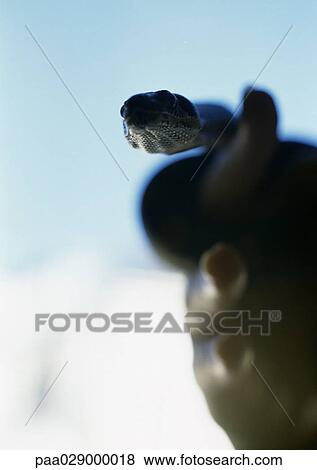 Snake being held, blurry. View Large Photo Image Stock Photo - Snake being held, blurry.. Fotosearch