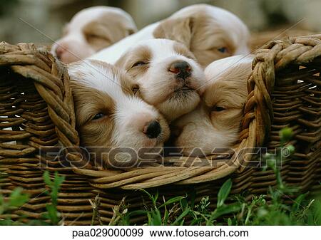 Spaniel puppies in a basket. View Large Photo Image Stock Photo - Spaniel puppies in a basket.. Fotosearch