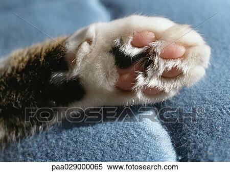 Stock Photography - Tabby cat paw, closeup.. Fotosearch
