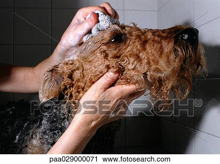 Terrier being bathed View Large Photo Image Stock Image - Terrier being bathed. Fotosearch