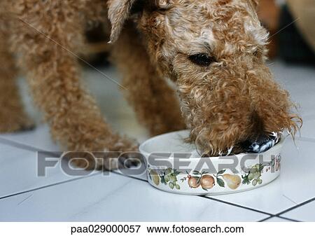 Terrier eating from bowl View Large Photo Image Stock Photo - Terrier eating from bowl. Fotosearch