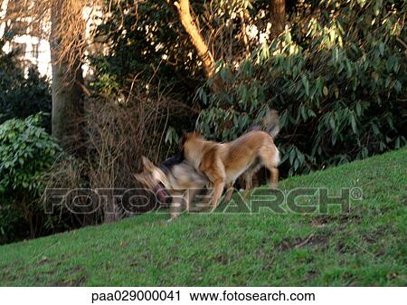 Two dogs playing on grass outside. View Large Photo Image Stock Image - Two dogs playing on grass outside.. Fotosearch