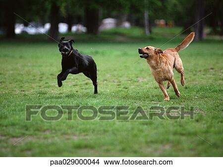 Two dogs running on grassy lawn. View Large Photo Image Picture - Two dogs running on grassy lawn.. Fotosearch