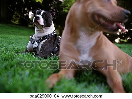Two pit bull dogs sitting in grass View Large Photo Image Picture - Two pit bull dogs sitting in grass. Fotosearch