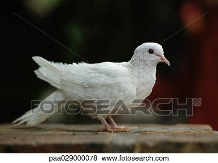 White dove perched on wooden beam. View Large Photo Image Stock Photo - White dove perched on wooden beam.. Fotosearch