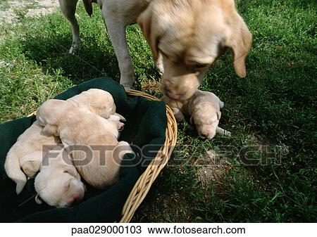 White labrador retriever with puppies outside. View Large Photo Image Stock Image - White labrador retriever with puppies outside.. Fotosearch