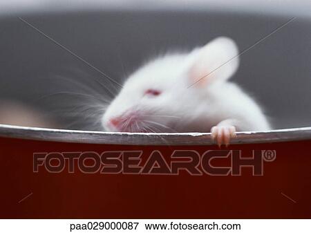 White mouse, holding on to edge of container View Large Photo Image Stock Photo - White mouse, holding on to edge of container. Fotosearch