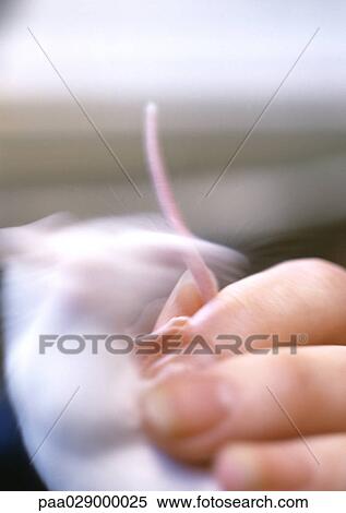White mouse next to woman's figners, blurry. View Large Photo Image Stock Photography - White mouse next to woman's figners, blurry.. Fotosearch