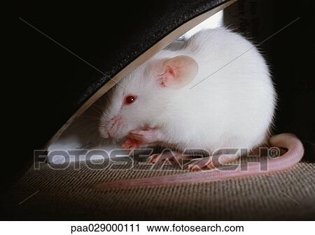 Stock Image - White rat. Fotosearch