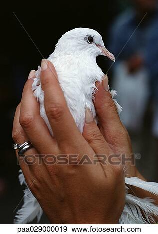 Woman's hands holding white dove, close-up View Large Photo Image Stock Photo - Woman's hands holding white dove, close-up. Fotosearch