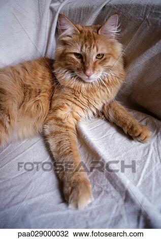 Yellow cat lying on bed. View Large Photo Image Stock Image - Yellow cat lying on bed.. Fotosearch