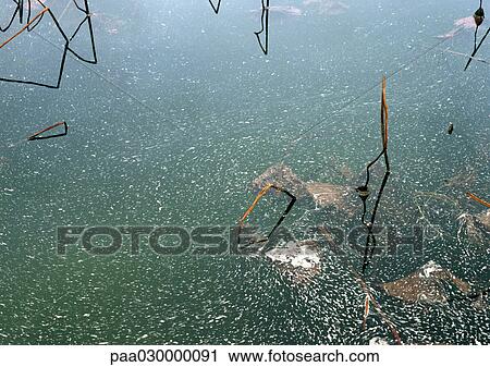 Stock Image - Algae on water.. Fotosearch