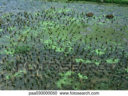 China, Algae growing in water in rice field View Large Photo Image Stock Image - China, Algae growing in water in rice field. Fotosearch