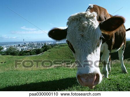 Stock Image - Cow facing camera in Pasture overlooking city.. Fotosearch
