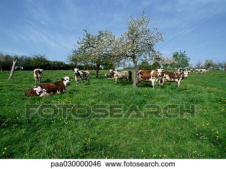 Stock Photograph - Cows in a green field.. Fotosearch