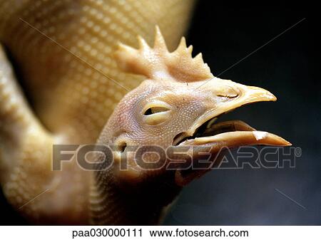 Dead chicken, close-up View Large Photo Image Stock Image - Dead chicken, close-up. Fotosearch