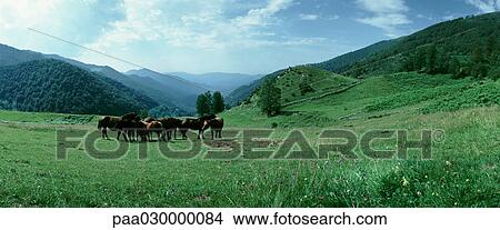 Picture - France, Ariege, horses grazing in green pasture, mountain landscape in background.. Fotosearch