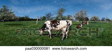 France, Normandy, cows grazing in green pasture. View Large Photo Image Stock Image - France, Normandy, cows grazing in green pasture.. Fotosearch